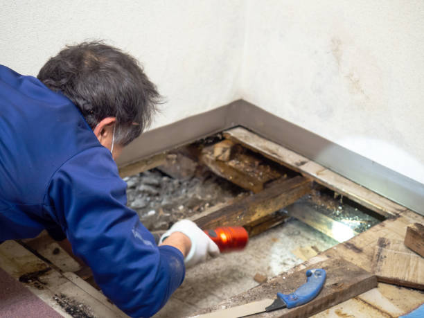 Attic Mold Removal in Wilmington Island, GA