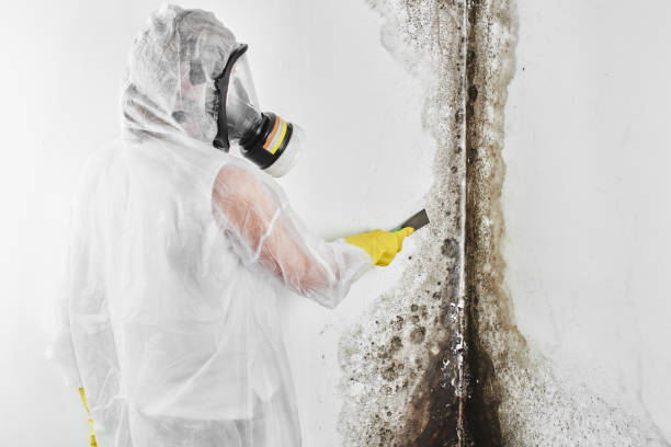 Best Mold Damage Repair  in Wilmington Island, GA