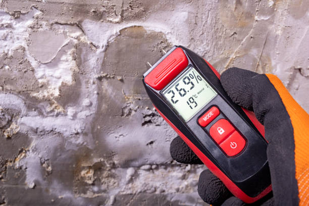 Trusted Wilmington Island, GA Mold Removal Experts