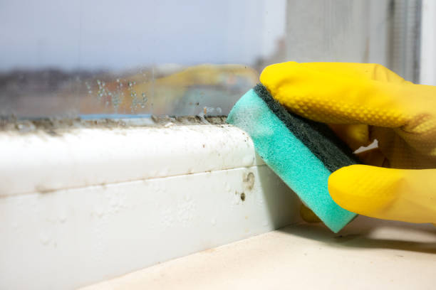 Best Certified Mold Removal  in Wilmington Island, GA