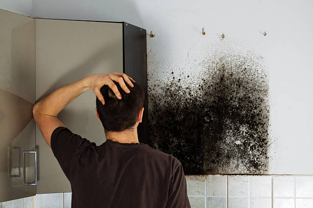 Mold Removal and Inspection in Wilmington Island, GA